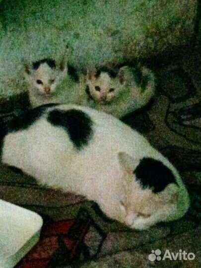 Котята в добрые руки