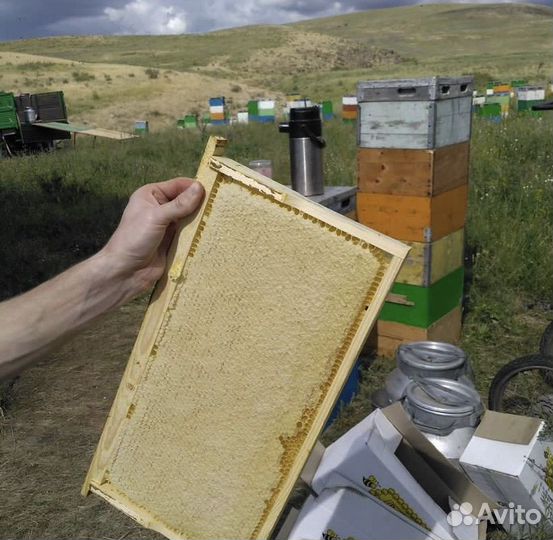 Мед с горной пасеки качали сегодня 02.08.2023