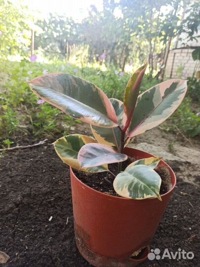 Продам цветы комнатные