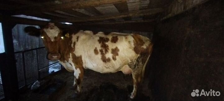 Корова дойная