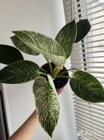 Комнатные цветы