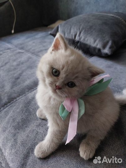 Британские котята