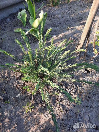 Лен садовый многолетний 