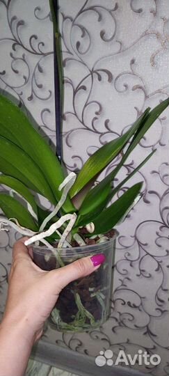 Орхидея фаленопсис