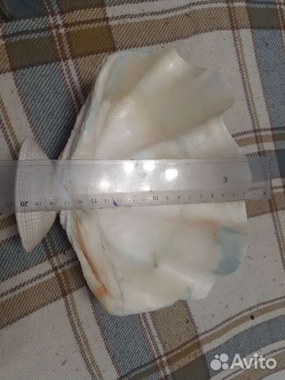 Ракушка морская большая