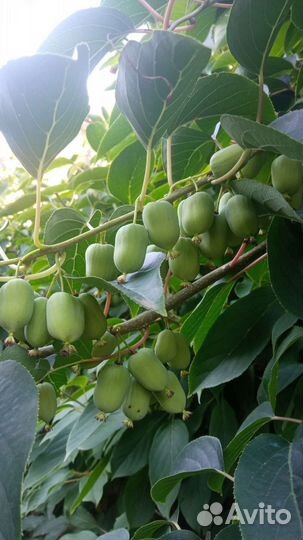 Актинидия- киви мальчик отводки