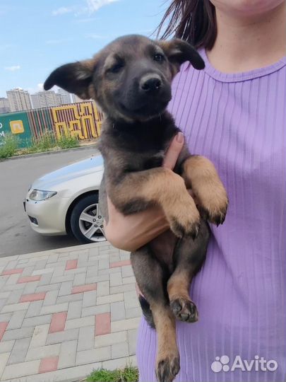 Щенок в добрые руки
