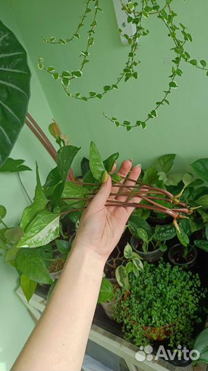 Комнатные растения