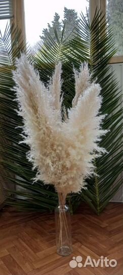 Сухоцветы (кортадерия)