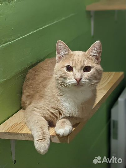 Персик ждет своего человека