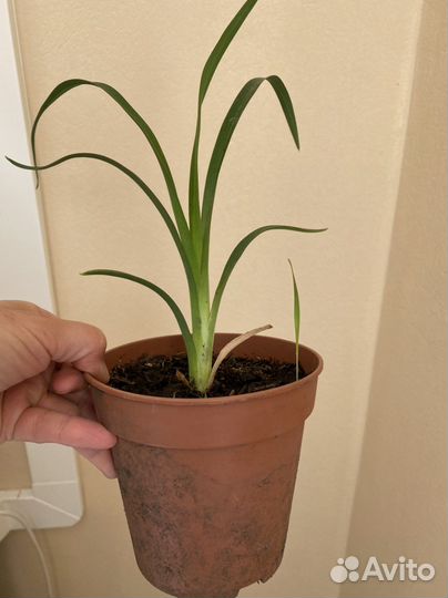 Лилейники сортовые