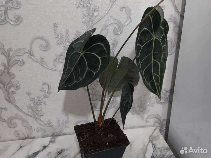 Антуриум кларинервиум