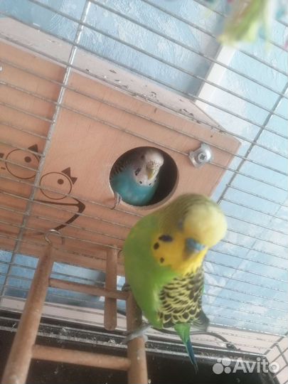 Волнистые попугаи ручные