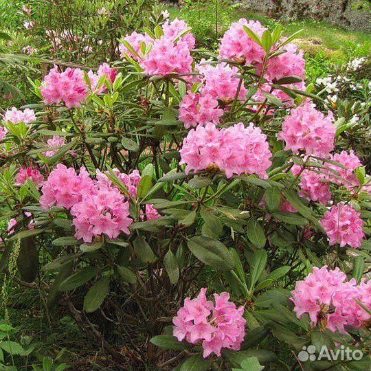 Рододендроны вечнозеленые