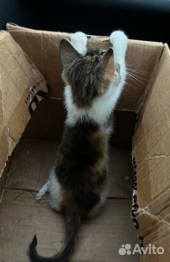 Трехцветный котенок