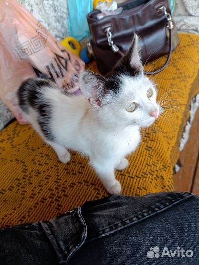 Котёнок мальчик