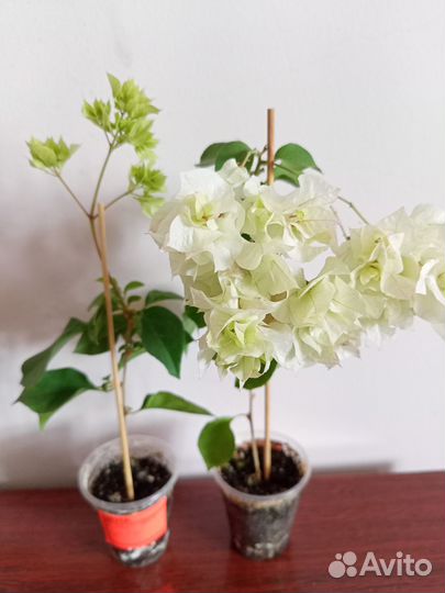 Бугенвеллия