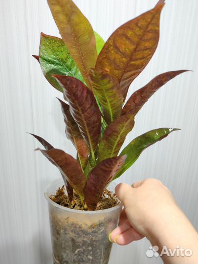 Кротон миссис айстон и Замиокулькас черный Равен