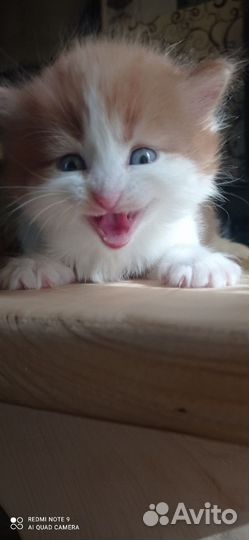 Котятки в добрые руки