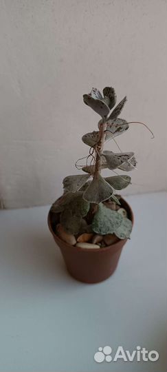 Каланхоэ ромболистное