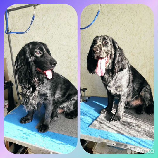 Стрижка собак. Тримминг. Экспресс-линька кошек