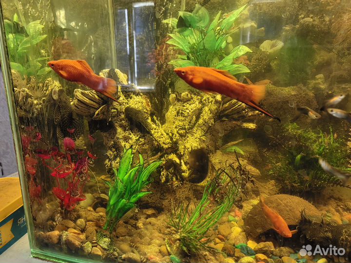 Аквариум с рыбками