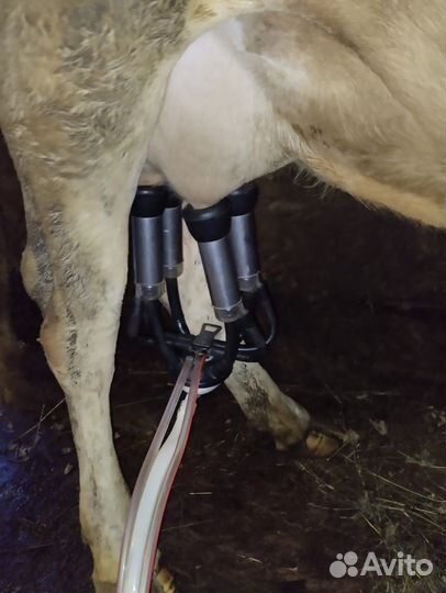 Продам коров