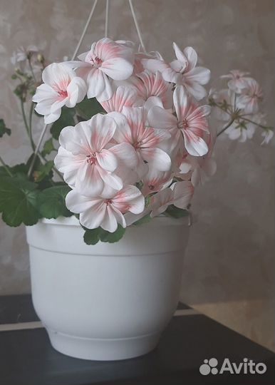 Пеларгонии (черенки на срез)
