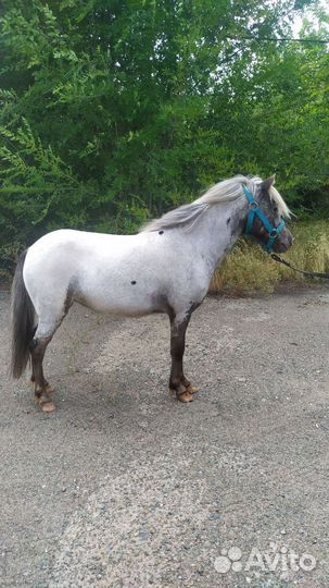 Лошади аппалуз