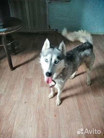 Хаски в добрые руки