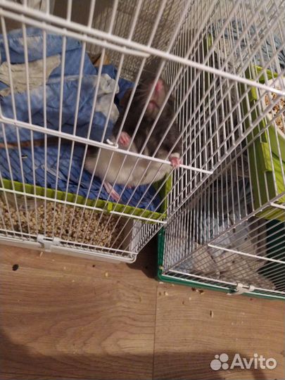 Крысы мальчики 4 мес