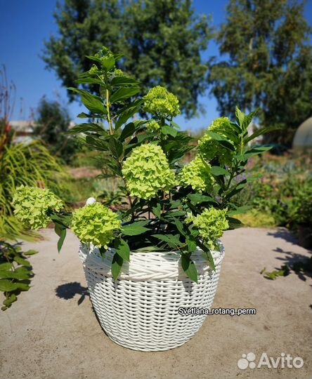 Кашпо из ротанга в наличии