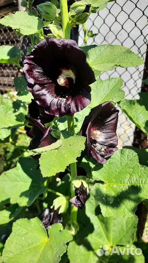 Бархатцы семена, цинии, мальва, гиацинтовые бобы