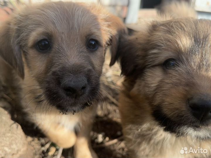 Щенки в добрые руки