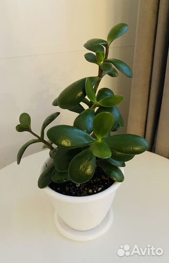 Толстянка, денежное дерево, крассула