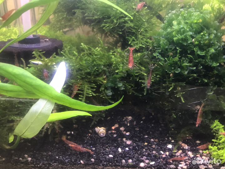 Аквариумные креветки