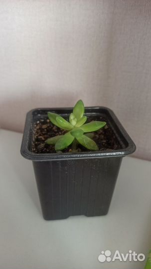 Суккуленты