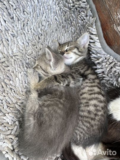 Котята бесплатно