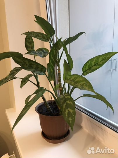 Фикус бенджамина большой