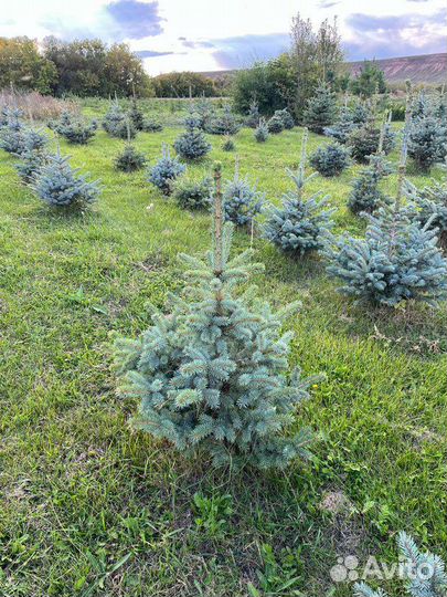 Ель голубая 1 м