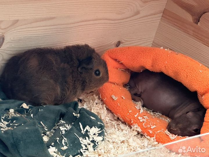 Морские свинки с домиком