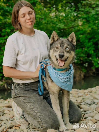 Метис лайки