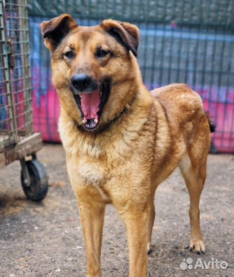 Собака из приюта ищет дом