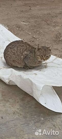 Найдено животное