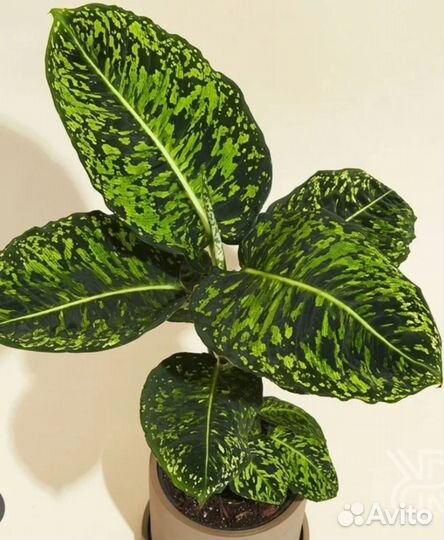 Диффенбахия Рефлектор Tiki Камилла