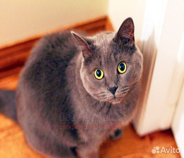 Алмазная мозаика 40x50 Серая кошечка с желтыми гла