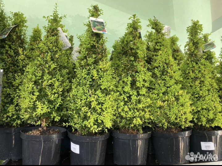 Самшит пирамидальный, шар