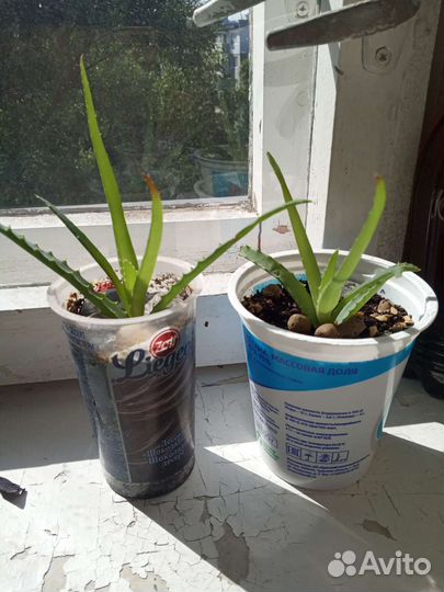 Алоэ древовидное (лечебное)