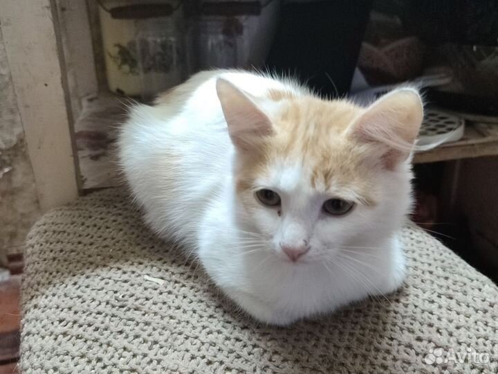 Кошка в дар бесплатно