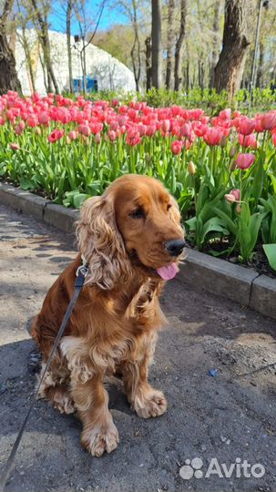 Вязка английский кокер спаниель кобель